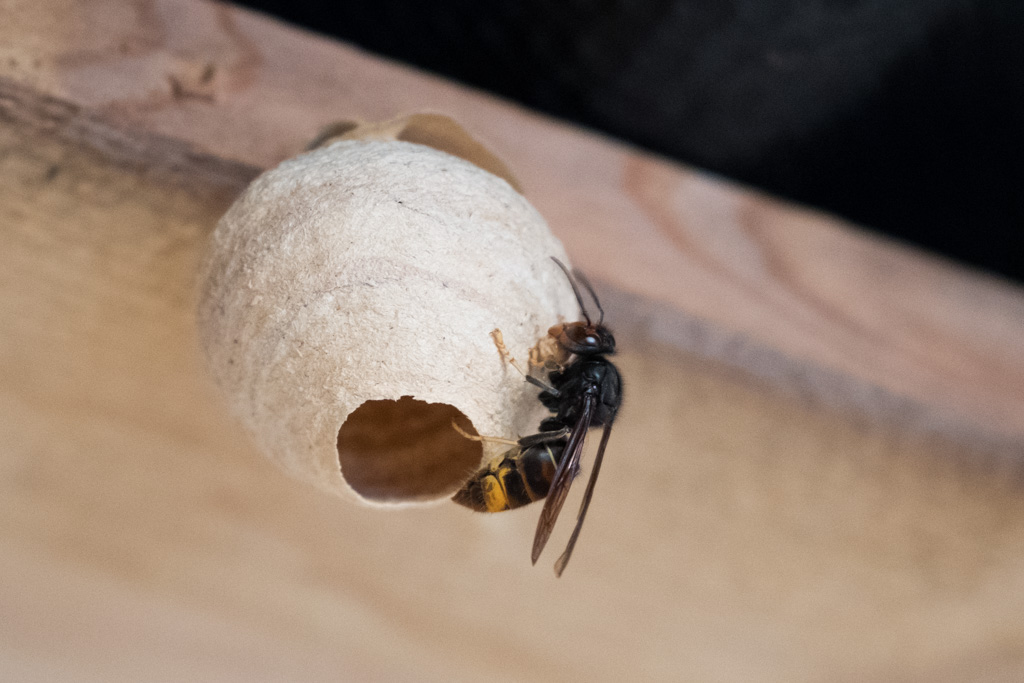 Nid primaire de frelons asiatiques avec la fondatrice