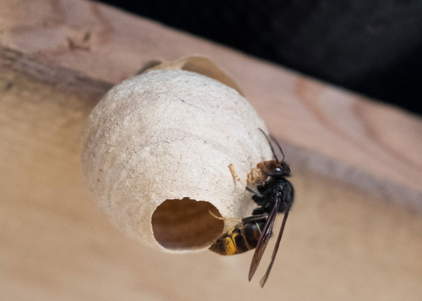 Nid primaire avec fondatrice frelon asiatique