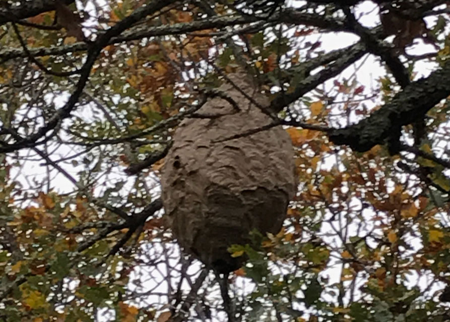 Nid Frelon Asiatique dans un chêne