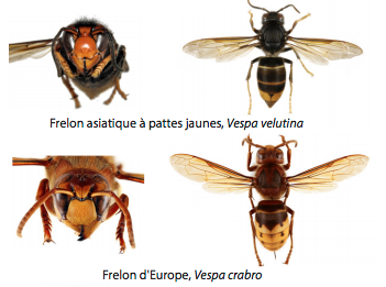 Vespa Velutina vs Vespa Crabro